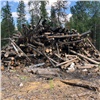 В Рыбинском районе предприниматель без разбора рубил деревья в лесничестве. Ущерб превысил 3 миллиона