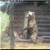 В заповеднике на юге Красноярского края засняли медвежьи проказы (видео)