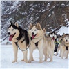 Красноярский зоопарк похвастался победами своих собак-спортсменов и показал их эмоции во время прогулки по Мане