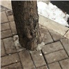 Красноярец возмутился бездумному ремонту тротуаров, который губит деревья