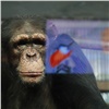 Приматы в зоопарке Красноярска приуныли во время всеобщей самоизоляции из-за коронавируса