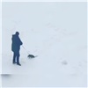 «Нашел способ погулять»: норильчане сняли прогулку местного жителя с недовольным котом на поводке (видео)
