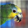 Зеленогорец хотел купить экзотического попугая в интернете и попался мошенникам
