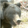 На юге Красноярского края активизировались медведи