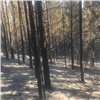 В Емельяновском районе отправили в СИЗО поджигателя леса