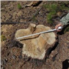 «Чёрный лесоруб» вышел из колонии и опять незаконно срубил деревья в Богучанах