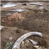 На площадке будущего аквапарка в Красноярске нашли древние кости. Они могут принадлежать мамонту