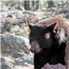 В Кежемском районе Красноярского края застрелили агрессивного медведя