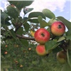 На Татышеве созрел урожай яблок и ранеток. Горожанам разрешили их собирать