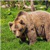 Кемеровчане засняли дикого медведя возле жилых домов (видео) 