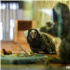 Красноярский зоопарк «Роев ручей» отмечает свое 20-летие. Из-за коронавируса праздник отменять не стали (видео)