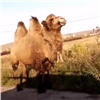 Водитель встретил гуляющего в Солнечном верблюда (видео)