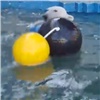 Белые медведи в «Роевом ручье» устроили купания с новыми игрушками (видео)