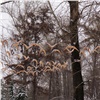 В красноярском сквере Юдина появилась «стая» деревянных птиц
