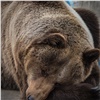 Красноярский зоопарк показал фото животных, которые впали в зимнюю спячку