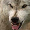 В пригороде Норильска волки стали выходить к людям и нападать на собак