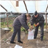 В Красноярском крае фермеры выращивали овощи в мышьяке и фторе