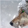 В Норильске продолжаются поиски разгуливающих около города волков
