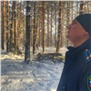 Прокуратура проверит законность вырубки деревьев в Академгородке