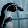 Пингвины из красноярского зоопарка сыграли в керлинг в поддержку Спартакиады инвалидов (видео)