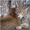 «Это настоящая любовь!»: в красноярском зоопарке выбирают лучшую семейную пару животных
