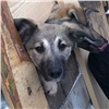 «С миру по нитке»: красноярцы спасли от закрытия один из самых больших приютов для собак