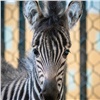 «Полосатое пополнение»: красноярский зоопарк показал недавно родившегося детеныша зебры