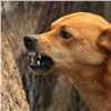 В Лесосибирске бездомные собаки искусали трех прохожих. Мэрии города придется лучше контролировать отловщиков