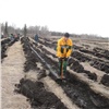 В Иланском районе Красноярского края в память о героях ВОВ высадили 9 тысяч саженцев кедров и елей