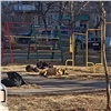 За месяц в Красноярске отловили и стерилизовали более 240 бездомных собак 