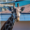 «Верный признак наступающего лета»: жирафы красноярского «Роева ручья» переехали в открытый вольер