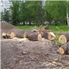 «Не нужны такие дорожки»: красноярец возмутился вырубке деревьев в Юдинском сквере ради благоустройства
