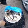 Красноярцев задержали на трассе с 60 кг браконьерской рыбы (видео)