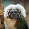 В красноярском зоопарке показали обезьянок с «королевской» прической