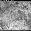 В Саяно-Шушенском заповеднике сумели по фотографии определить пол котят снежного барса 