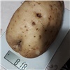 Красноярцам рассказали, как выбрать хорошую картошку 