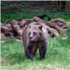 В прошедшем сезоне красноярским охотникам выдали 1400 разрешений на добычу медведя, лося и косули