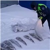 У северянина отобрали 5 мешков незаконно выловленной ценной рыбы почти на 4 миллиона рублей (видео) 