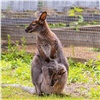 В красноярском «Роевом ручье» засняли кенгуренка в маминой сумке