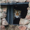 Скандальные вырубки, укус суслика и невеста для тигра: главные события в Красноярском крае за 23 июня