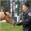 Железногорские полицейские с помощью уговоров и морковки помогли лошади-беглянке перейти дорогу (видео)