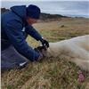 Белого медведя на Диксоне сумели избавить от застрявшей во рту банки сгущенки (видео)