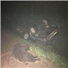 На трассе в Иркутской области в ДТП с медведем и тягачом погиб водитель «Крузера»