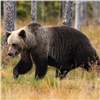 Под Лесосибирском выслеживают медведя 