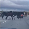 Табун лошадей заблокировал выезд из красноярского Солнечного (видео)