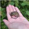 На красноярских «Столбах» отметили необычную для сезона вспышку активности мышей