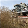 Краевым аграриям дадут более 319 млн рублей на производство масличных культур