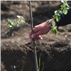 «Продолжение живой изгороди»: красноярцев пригласили на высадку еще ста деревьев на полигоне «Шинник»