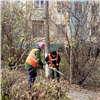 В Красноярске обрезку деревьев начали позже обычного из-за тепла