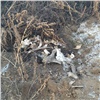 На окраине поселка в Красноярском крае нашли свалку из останков скота